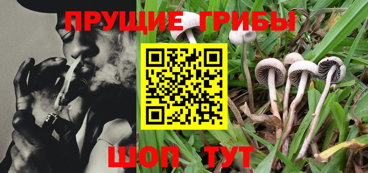 Галлюциногенные грибы Psilocybe  Вход с VPN  Кемерово  Галлюциногенные грибы Magic Shrooms 
